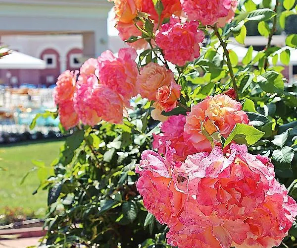 Ośrodek wypoczynkowy Duni Village 4*